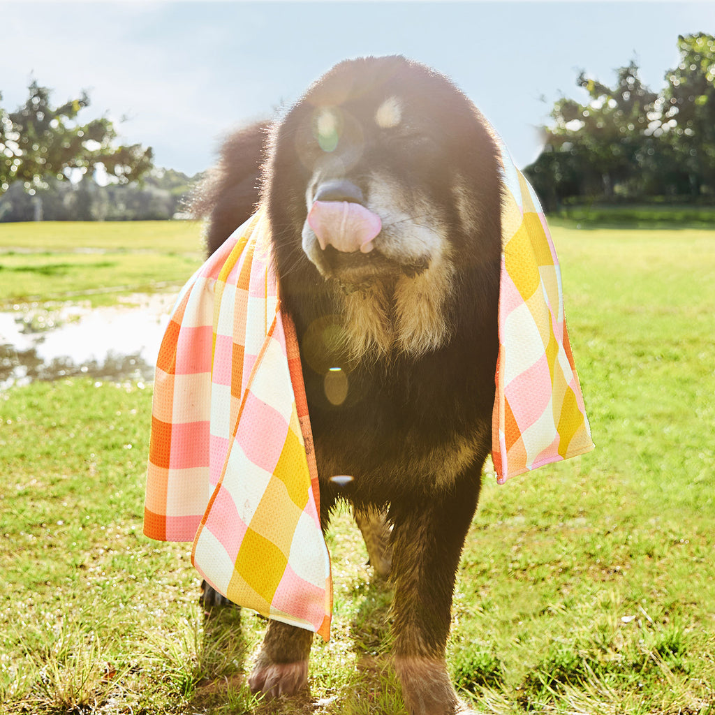 dock and bay towels dog