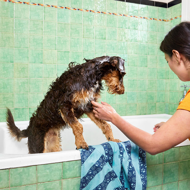 dock and bay towels dog